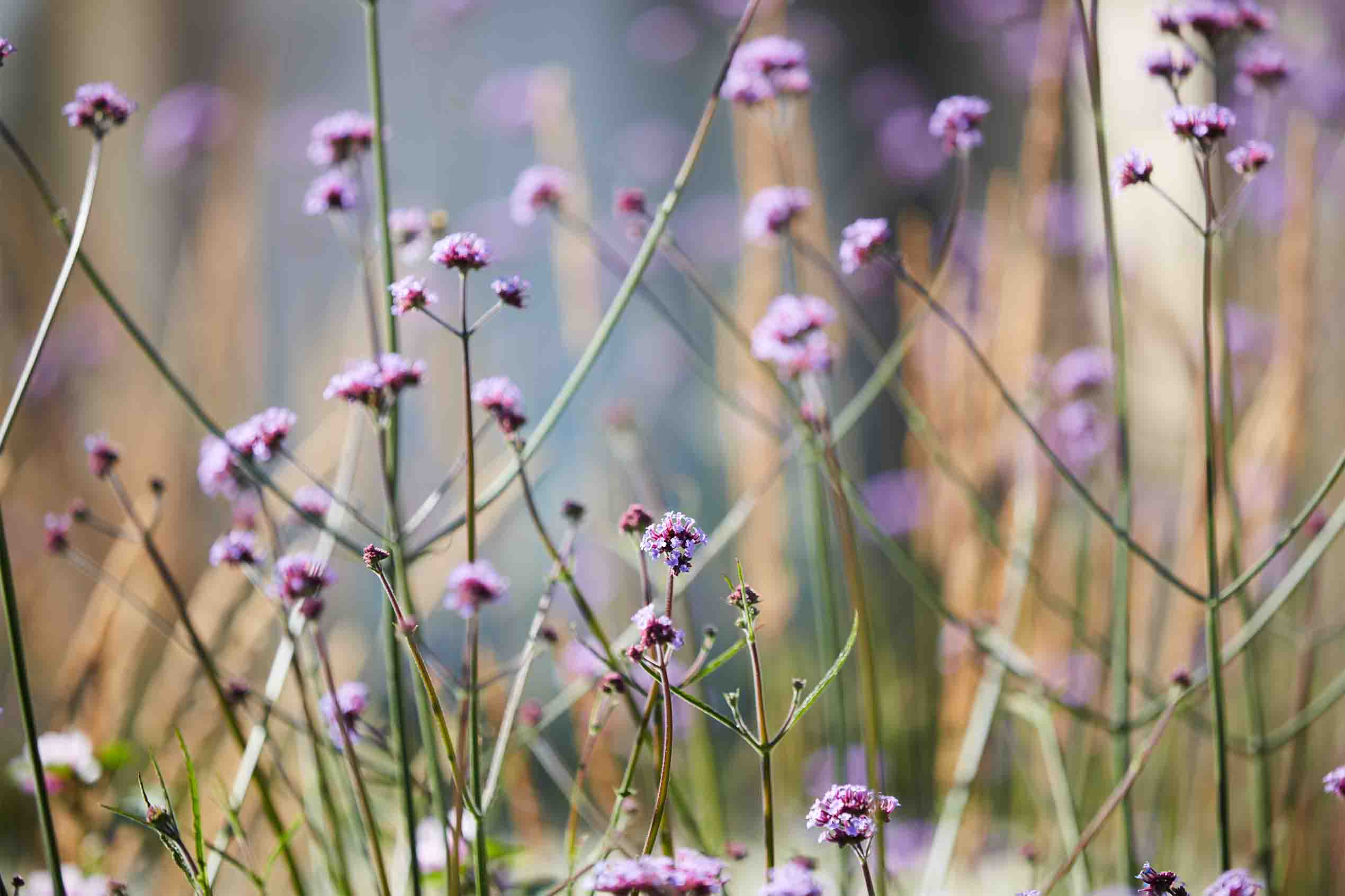 Selby Landscapes | Courtney House | verbena bonariensis Selby Landscapes | Courtney House | verbena bonariensis