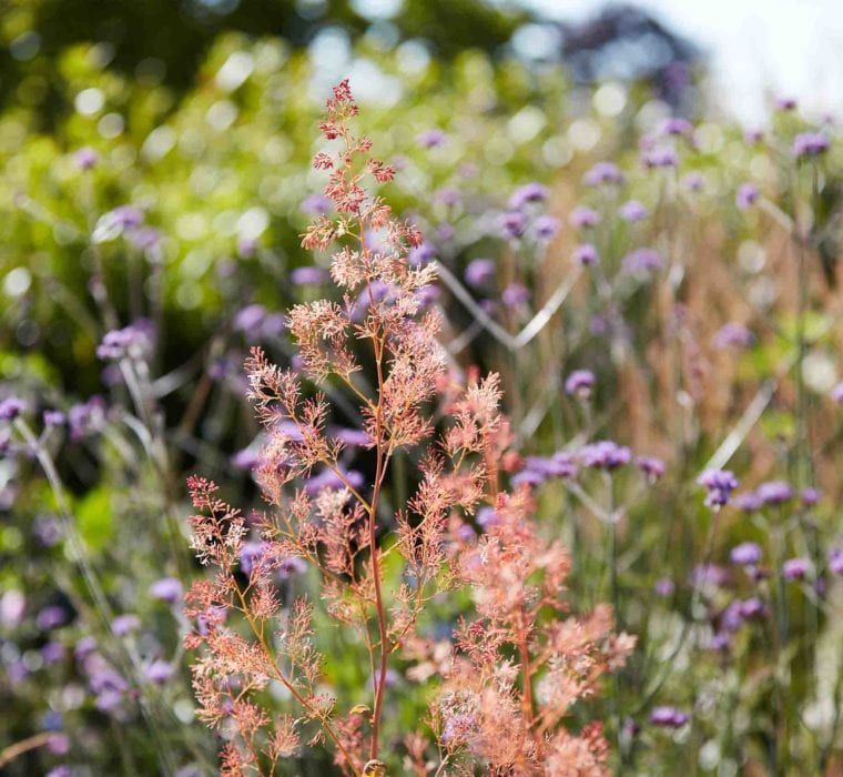 Selby Landscapes | Courtney House | border detail