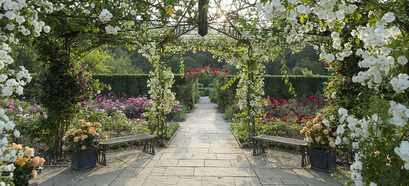 The Queen Mother's Rose Garden in Summer at RHS Garden Rosemoor. The Queen Mother's Rose Garden in Summer at RHS Garden Rosemoor.